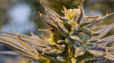 cannabis-2152602_1920