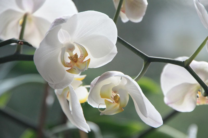 Pflanzliche-Highmacher-Orchidee