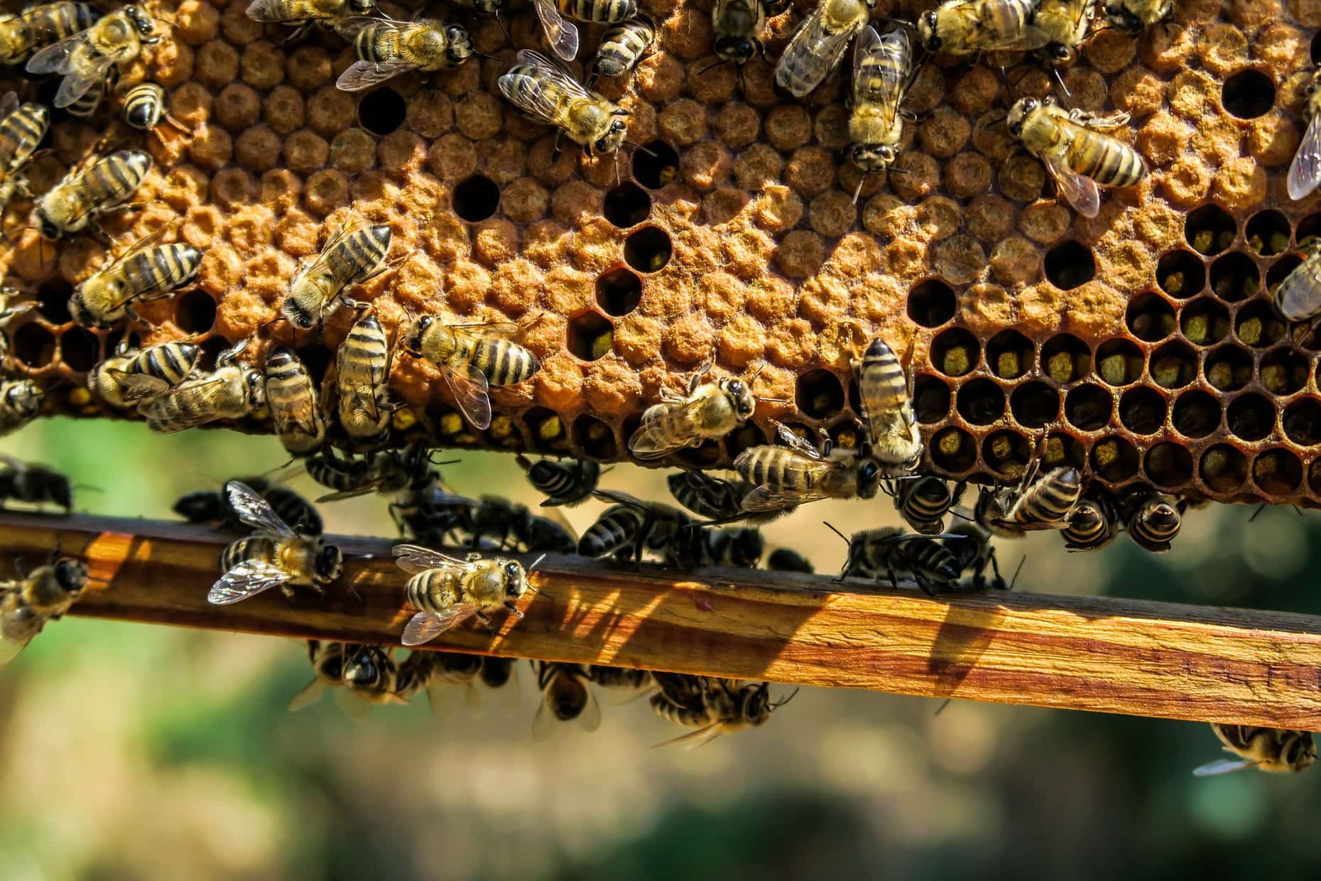 Cannabis als zusätzliche Pollenquelle für Bienen