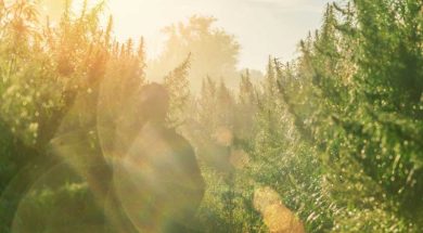 Entourage-Effekt-Cannabis