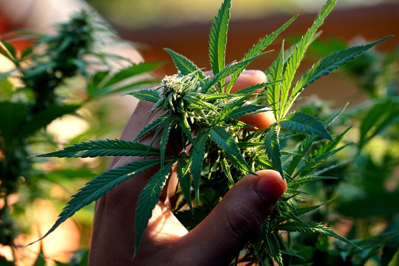 Erfahrungsbericht: „Cannabis auf Rezept ist nicht gleich Kostenübernahme durch die Krankenkasse“