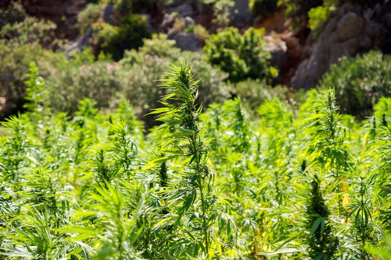 Die Basics – 5 wichtige Fakten über Cannabis