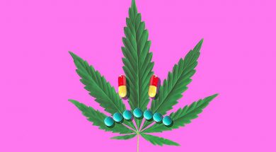 CBD Novel Food Medien