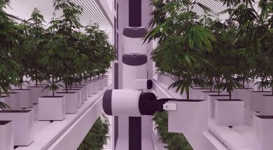Künstliche Intelligenz: Weltweit erste Roboter Cannabis-Farm