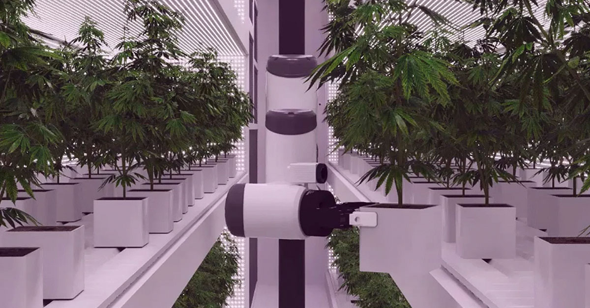 Künstliche Intelligenz: Weltweit erste Roboter Cannabis-Farm