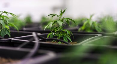 THC Lebensmittel Grenzwerte