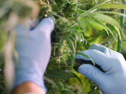 Cannabisanbau-Nachhaltigkeit
