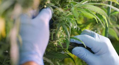 Cannabisanbau-Nachhaltigkeit