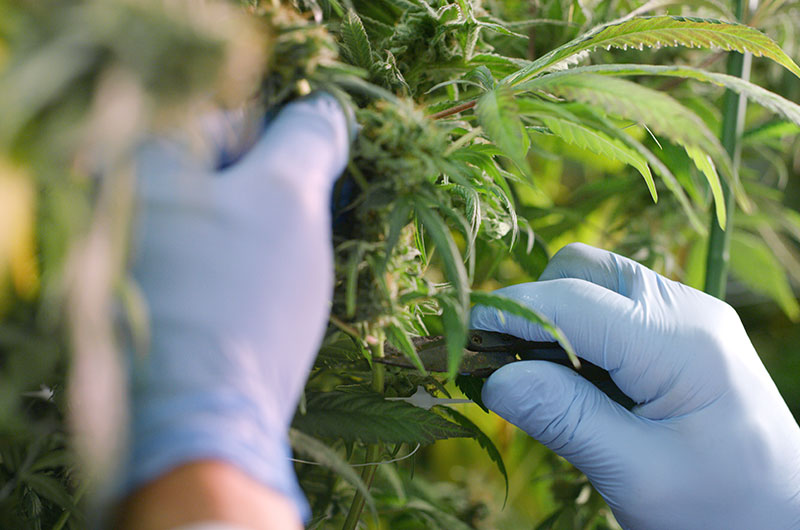 Nachhaltiger Cannabisanbau: So steht es um Bio-Gras