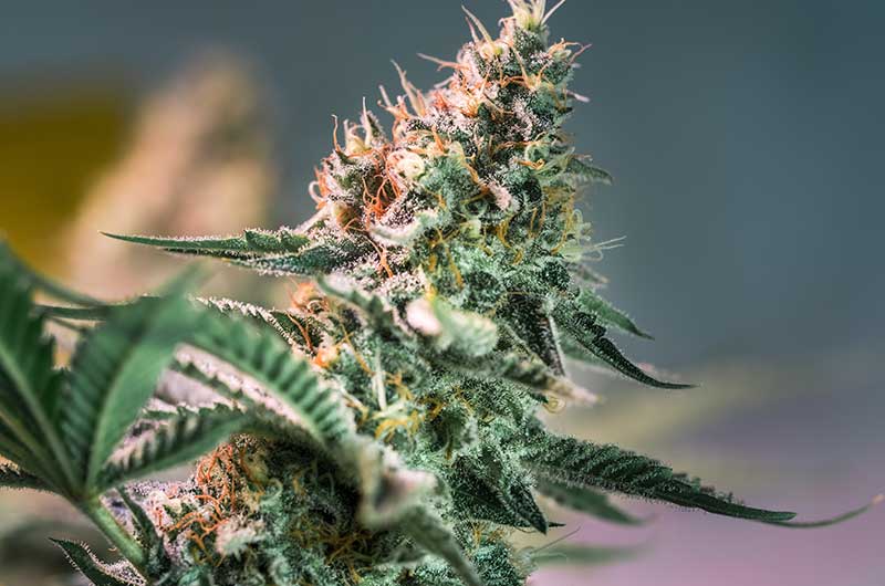 Die medizinische Wirkung von Terpenen in Cannabis