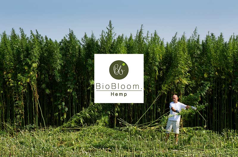 BioBloom: Hanf- und CBD-Produkte mit Tradition