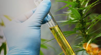 Cannabis-Corona-cbd-kanada1