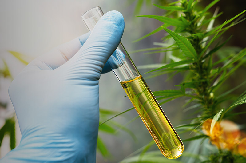 Kanadische Forscher: Cannabis schützt möglicherweise vor Corona