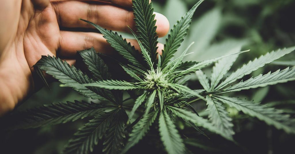 Cannabis-studieren-New zealand
