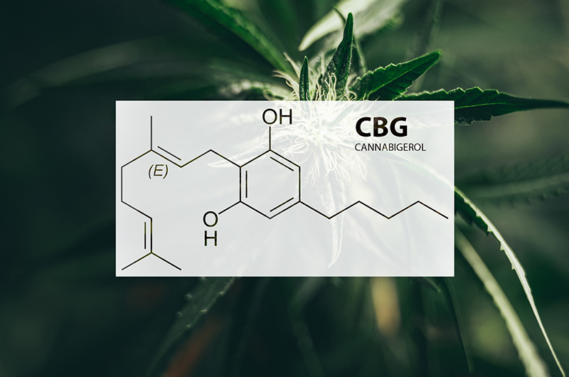 Die Vielfalt der Cannabispflanze: Cannabigerol und seine Wirkungen