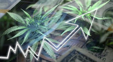 Cannabis-aktien-investieren
