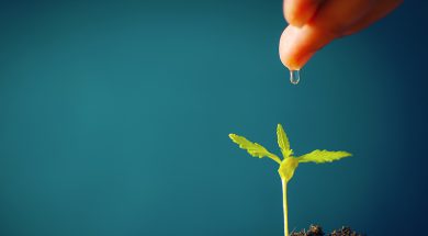 Die-bekanntesten-Cannabinoide