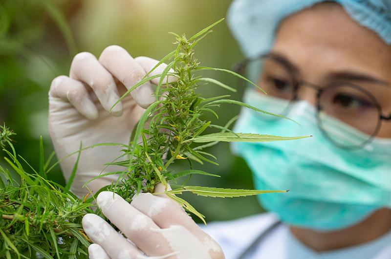 Cannabis gegen Corona: Aktuelle Studie liefert spannende Erkenntnisse