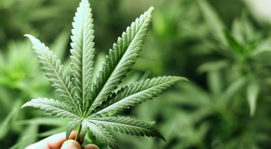 Bundestag-Cannabis-Debatte-Live