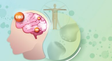endocannabinoid-system-aufgaben-funktion