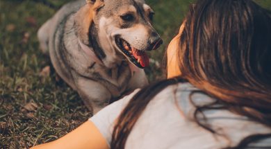 podcast-cbd-tier-passt-das