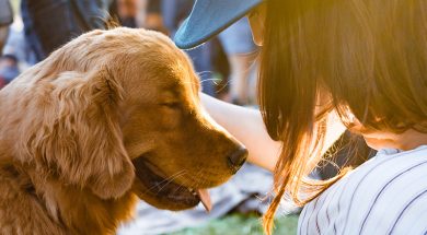 CBD-Hund-weniger-bellen