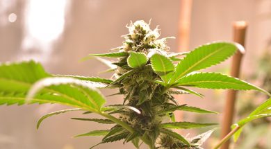 Modellprojekt-Wiesbaden