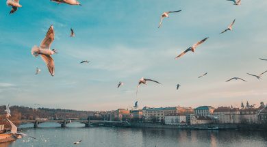 THCGrenzwert-Tschechien