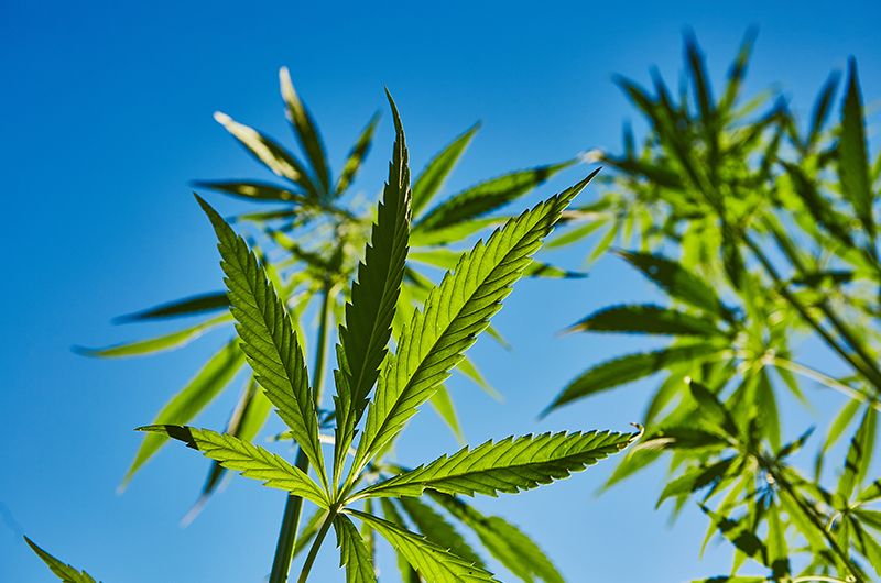 Ampel-Parteien sind sich einig: Wir legalisieren Cannabis