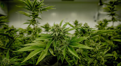 Der Repressionskoeffizient-Weedo-Magazin