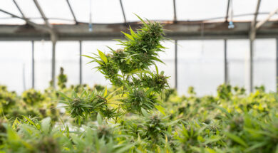 GreenRush-Weedo-Magazin