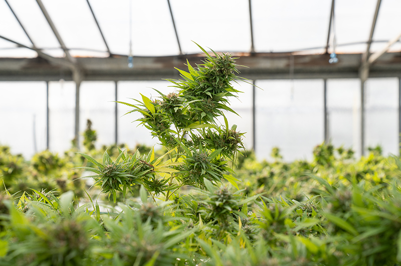 Green Rush: Cannabisbranche erwartet Legalisierung