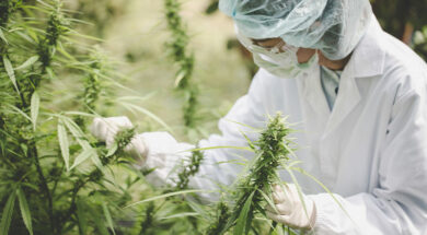 Cannabis-Corona-Studie