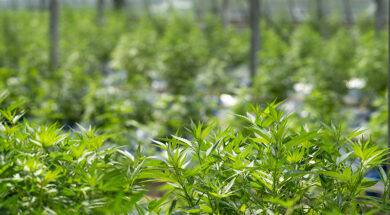 Cannabis-Plan-Vorschlag