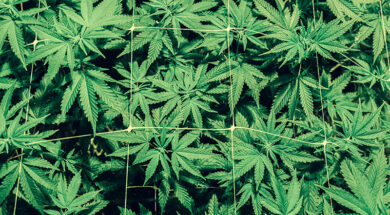 Legalisierung-Plan-Weedo