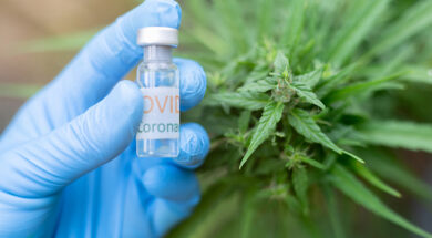 LongCovid-CBD-Cannabis-Weedo