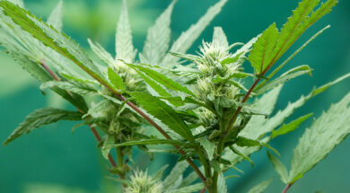 Costa-Rica-Cannabis-Legal