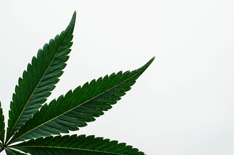 Fünf Jahre Cannabis in der Medizin: Verbände fordern Reform