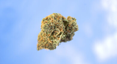 THC-Obergrenze-Blienert