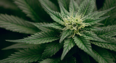 Cannabis-Anbau-Weedo-Magazin