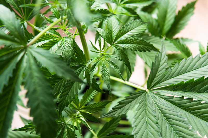 Cannabis-Legalisierung: Karl Lauterbach stellt Details in Eckpunktepapier vor