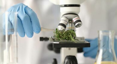 CBD-Medizin-Potential