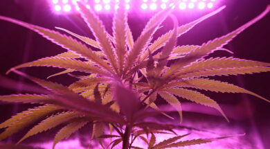 cannabis-legal-anbau