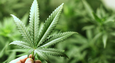 Can-G-Cannabis-Legalisierung