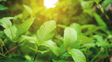 kratom
