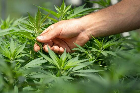 Cannabis-Legalisierung-Das-passiert-wenn-das-Gesetz-zurückgenommen-wird
