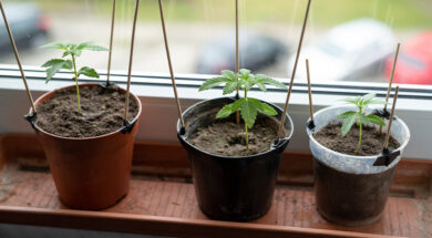 Autoflower-und-feminisierte-Cannabissamen-Der-Schlüssel-zum-erfolgreichen-Anbau