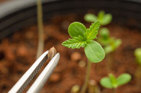 10-Dinge-die-du-über-Cannabis-Samen-wissen-solltest