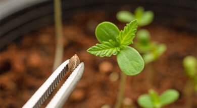 10-Dinge-die-du-über-Cannabis-Samen-wissen-solltest