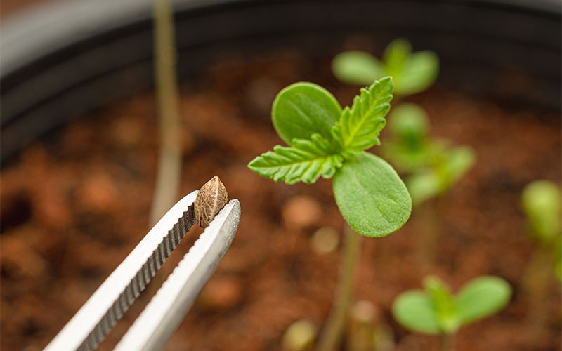 10 Dinge, die du über Cannabis-Samen wissen solltest